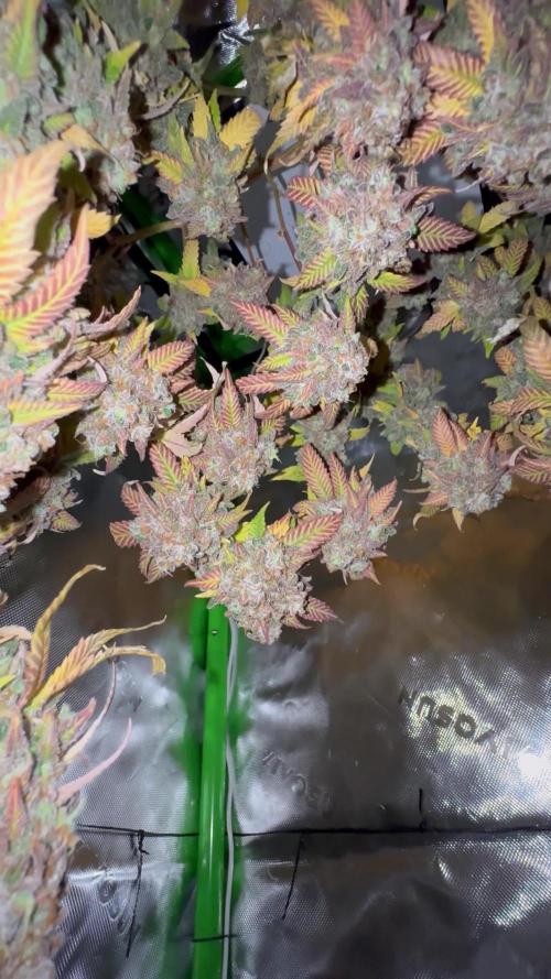 First Clone, first Indoor Grow