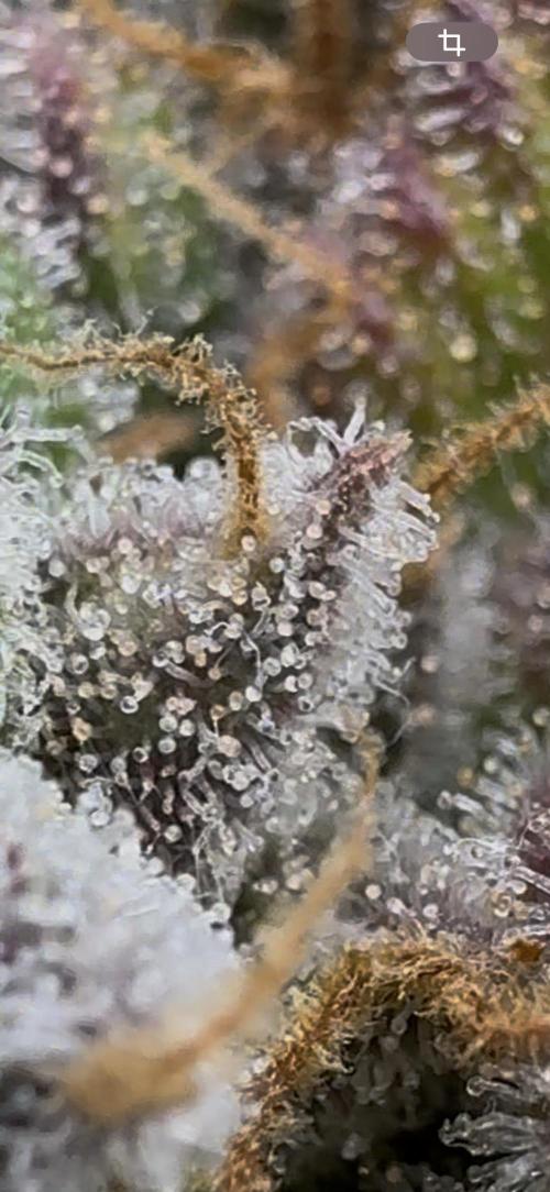 First Clone, first Indoor Grow. Week 21