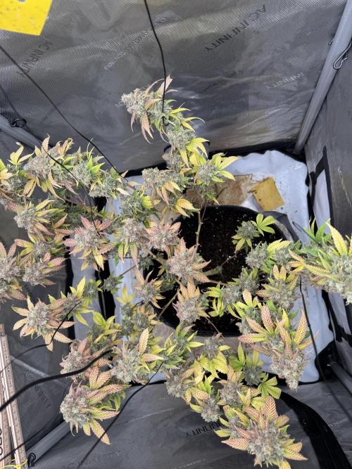 First Clone, first Indoor Grow. Week 21