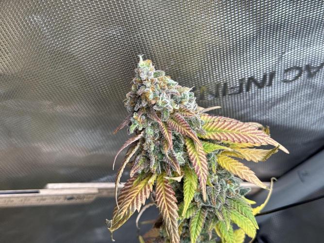 First Clone, first Indoor Grow. Week 21