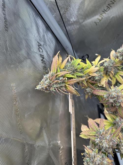 First Clone, first Indoor Grow. Week 21