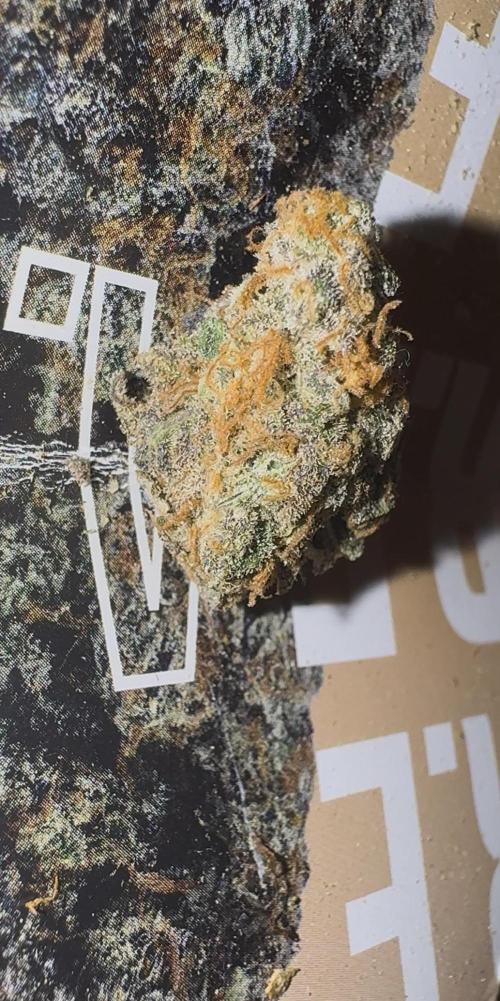 First Clone, first Indoor Grow. Week 21