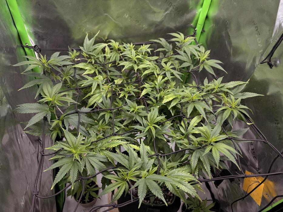 CyberSkunk 2077 - Krumme Gurken AU. Week 5