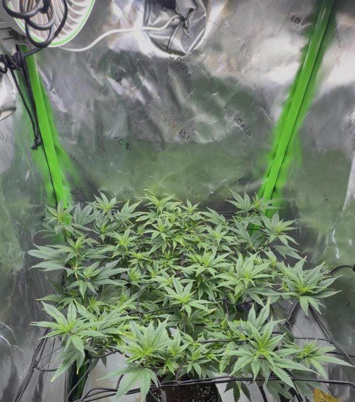 CyberSkunk 2077 - Krumme Gurken AU. Week 6