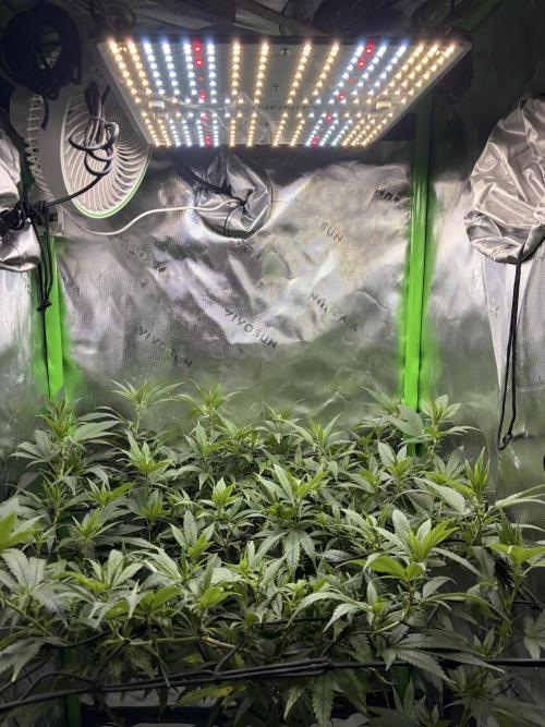 CyberSkunk 2077 - Krumme Gurken AU. Week 7