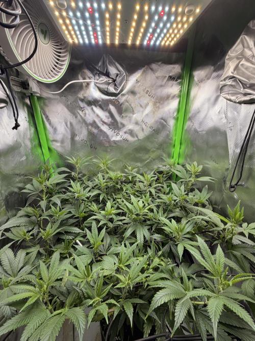 CyberSkunk 2077 - Krumme Gurken AU. Week 7