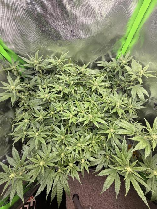 CyberSkunk 2077 - Krumme Gurken AU. Week 9