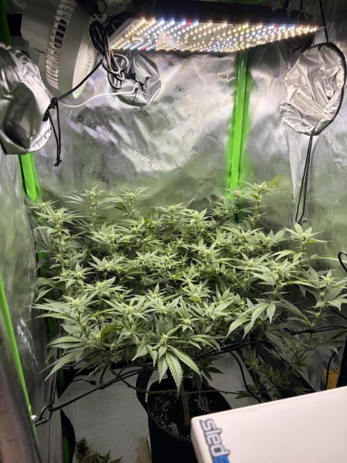 CyberSkunk 2077 - Krumme Gurken AU. Week 9