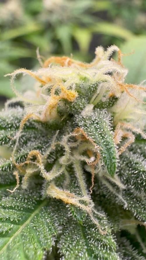 First Clone, first Indoor Grow