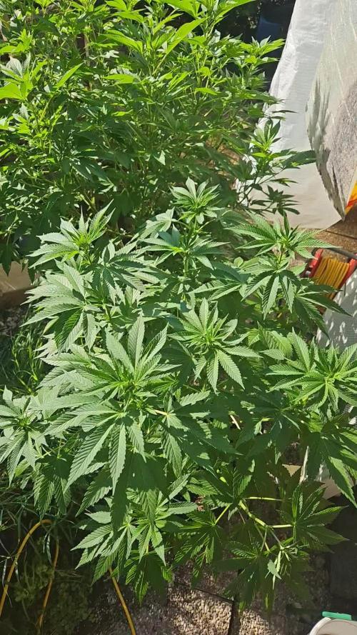Blue gelato 41 outddoor