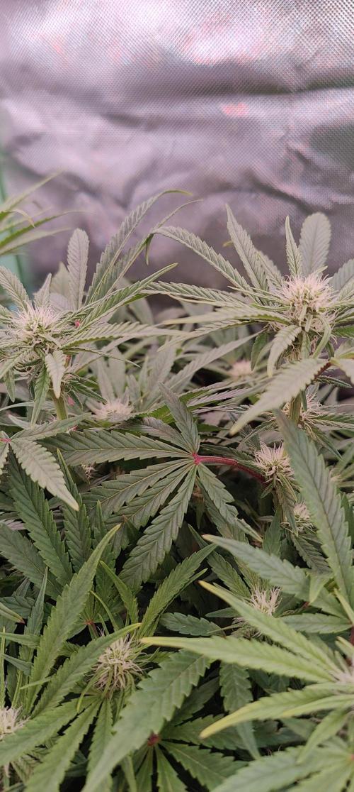 🧀 Exodus Cheese 🧀 Single Plant. Week 11