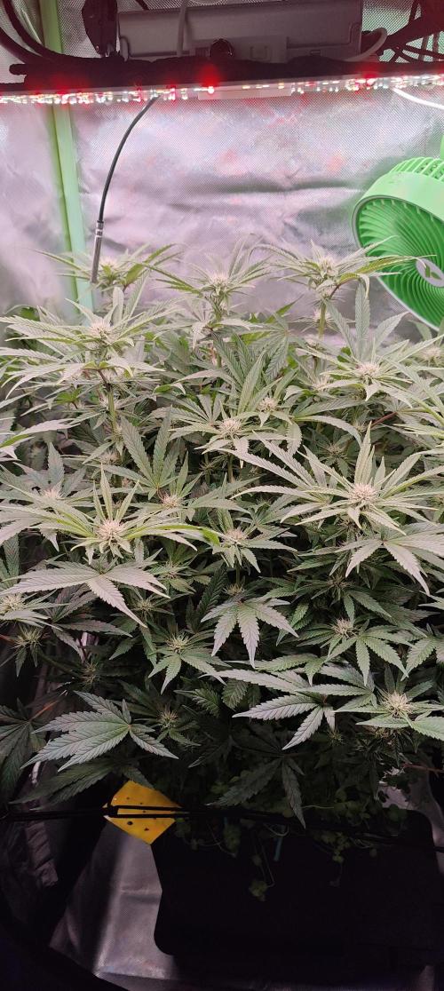 🧀 Exodus Cheese 🧀 Single Plant. Week 11