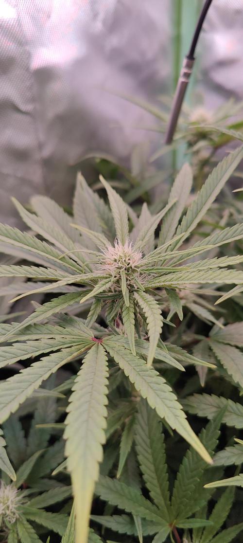 🧀 Exodus Cheese 🧀 Single Plant. Week 11