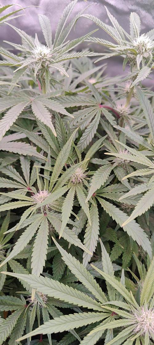 🧀 Exodus Cheese 🧀 Single Plant. Week 11