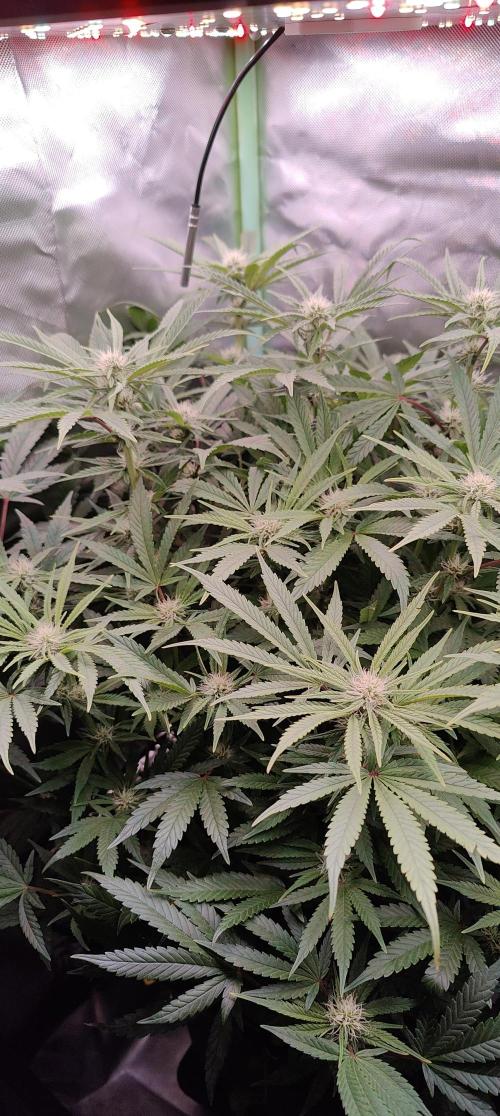 🧀 Exodus Cheese 🧀 Single Plant. Week 11