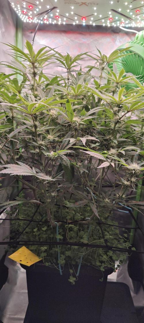 🧀 Exodus Cheese 🧀 Single Plant. Week 11