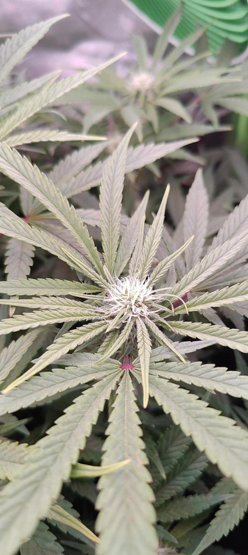 🧀 Exodus Cheese 🧀 Single Plant. Week 11