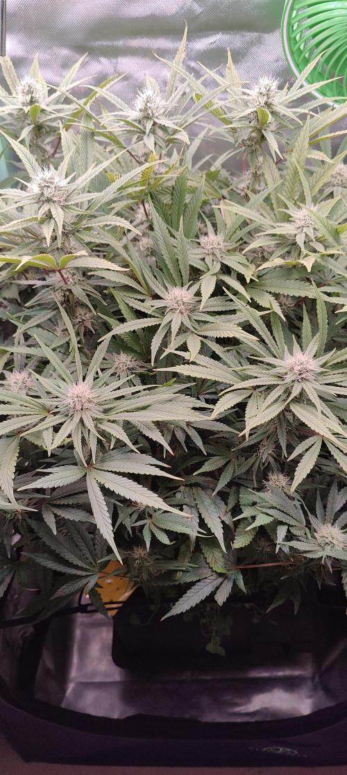 🧀 Exodus Cheese 🧀 Single Plant. Week 12