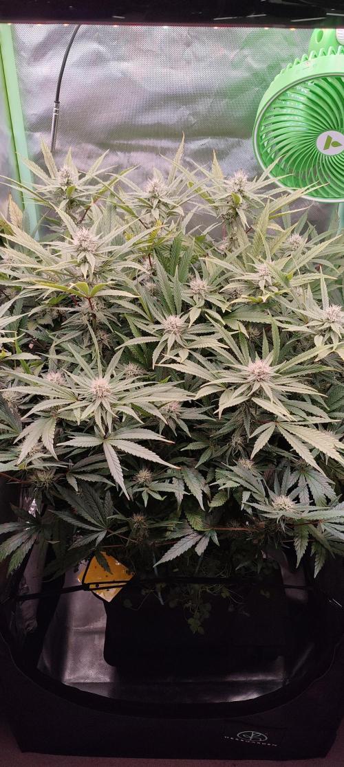 🧀 Exodus Cheese 🧀 Single Plant. Week 12