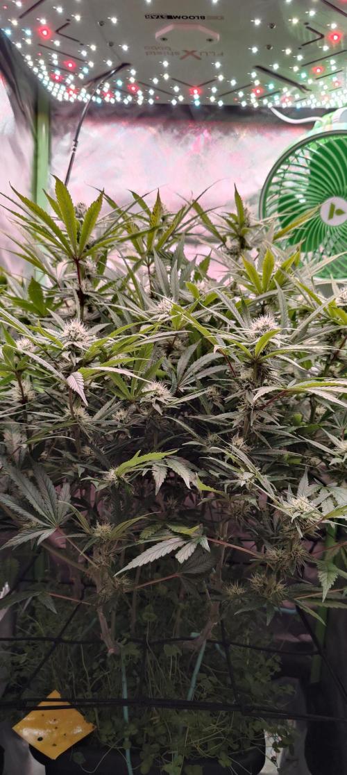 🧀 Exodus Cheese 🧀 Single Plant. Week 12