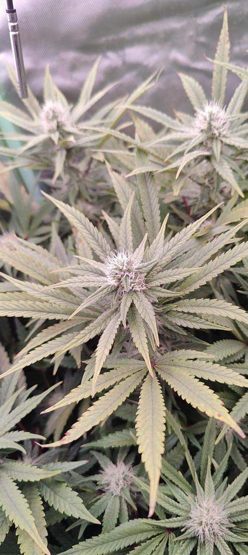 🧀 Exodus Cheese 🧀 Single Plant. Week 12