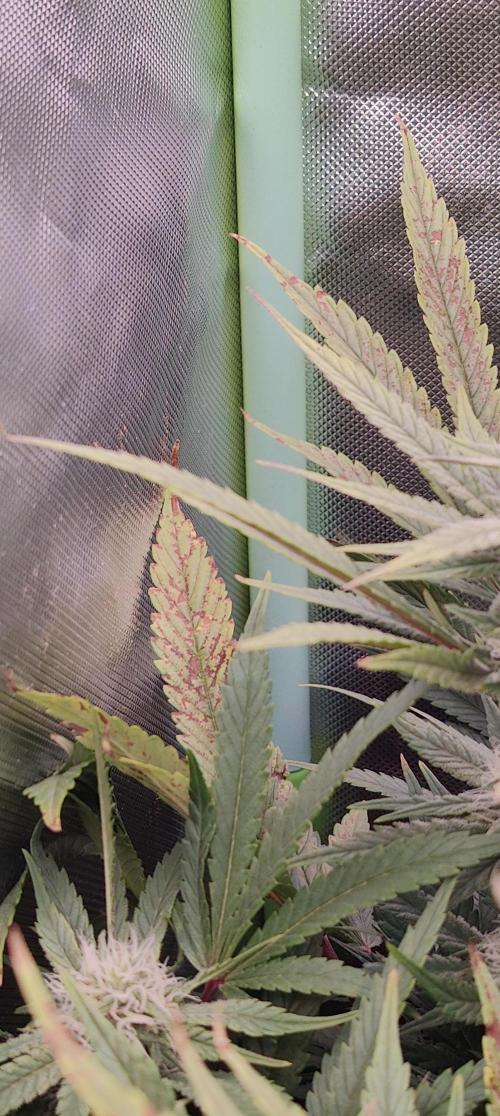 🧀 Exodus Cheese 🧀 Single Plant. Week 12 - Had so