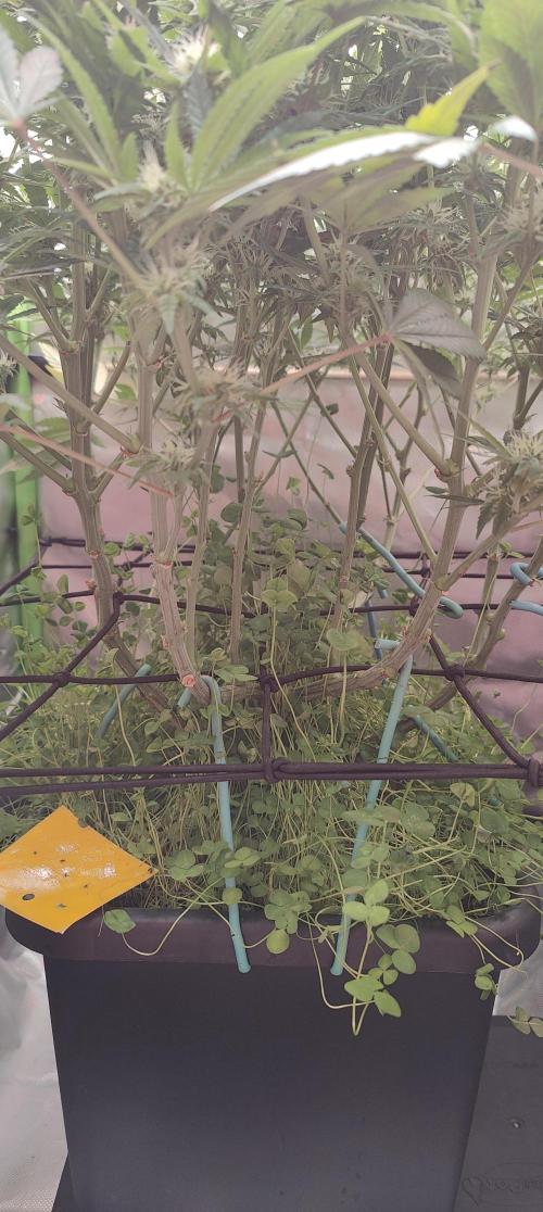 🧀 Exodus Cheese 🧀 Single Plant. Week 12