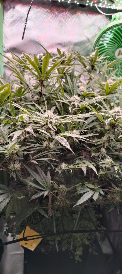 🧀 Exodus Cheese 🧀 Single Plant. Week 12