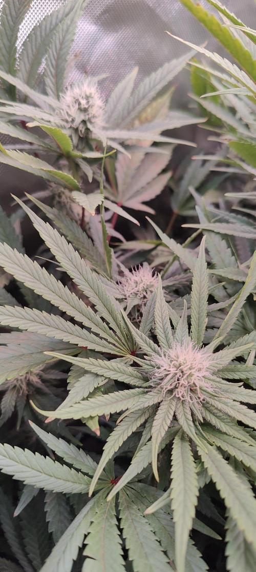 🧀 Exodus Cheese 🧀 Single Plant. Week 12