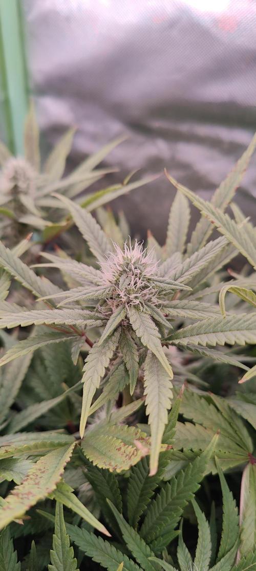 🧀 Exodus Cheese 🧀 Single Plant. Week 12