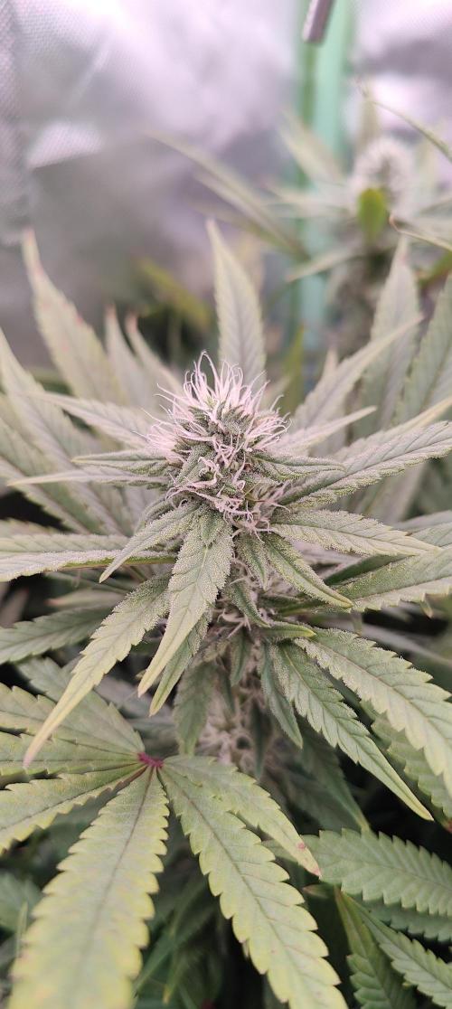 🧀 Exodus Cheese 🧀 Single Plant. Week 12