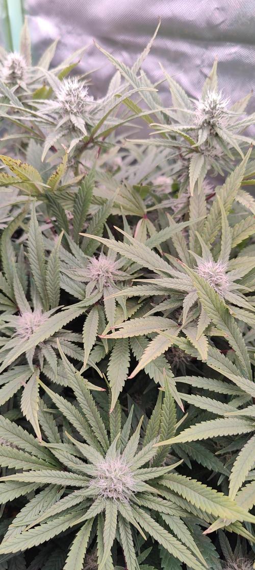 🧀 Exodus Cheese 🧀 Single Plant. Week 12