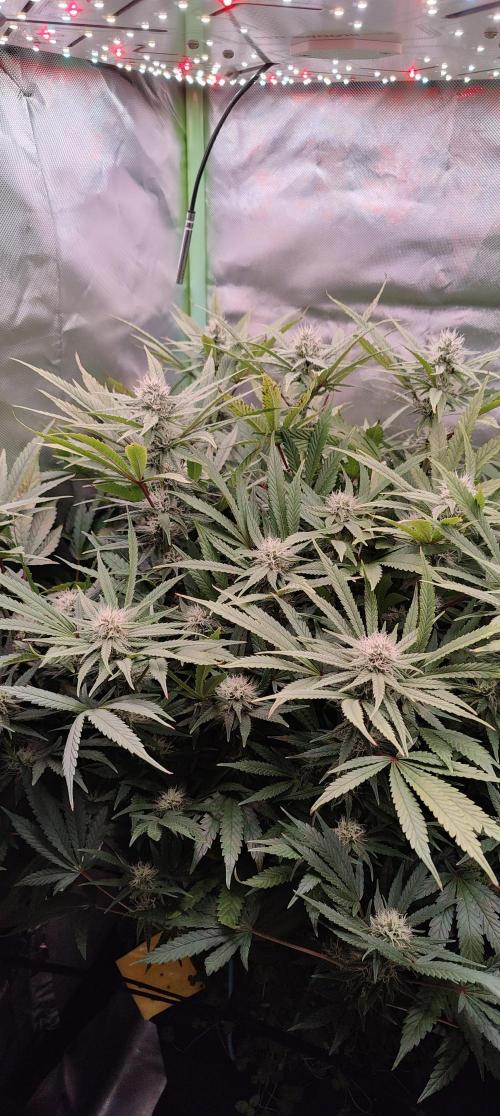 🧀 Exodus Cheese 🧀 Single Plant. Week 12