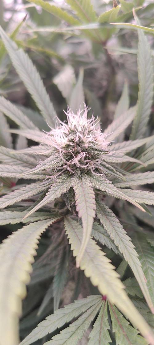 🧀 Exodus Cheese 🧀 Single Plant. Week 13