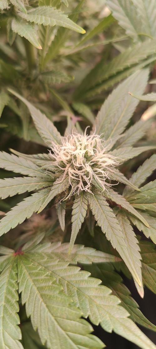 🧀 Exodus Cheese 🧀 Single Plant. Week 13