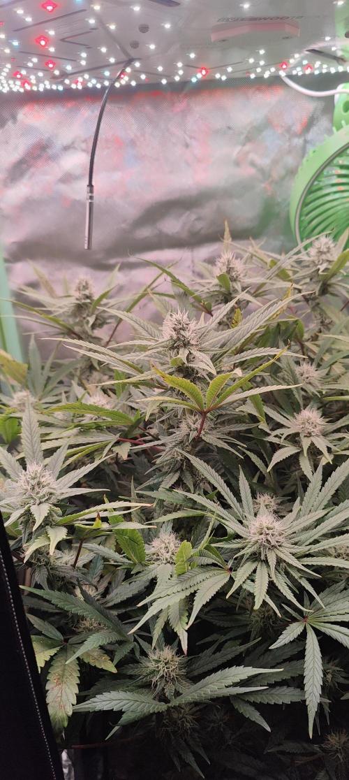 🧀 Exodus Cheese 🧀 Single Plant. Week 13