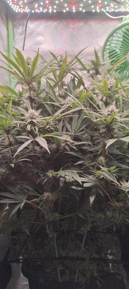 🧀 Exodus Cheese 🧀 Single Plant. Week 13