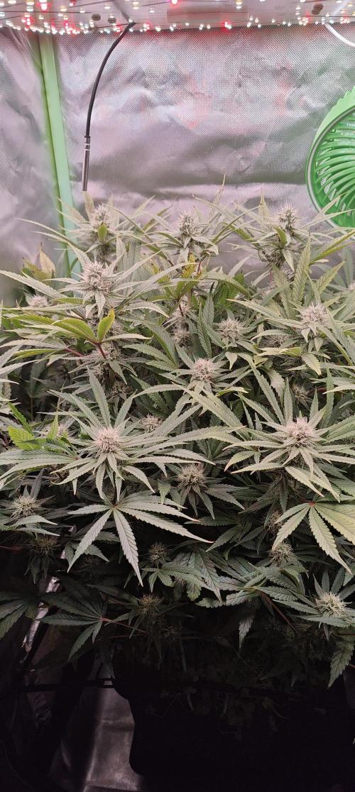 🧀 Exodus Cheese 🧀 Single Plant. Week 13