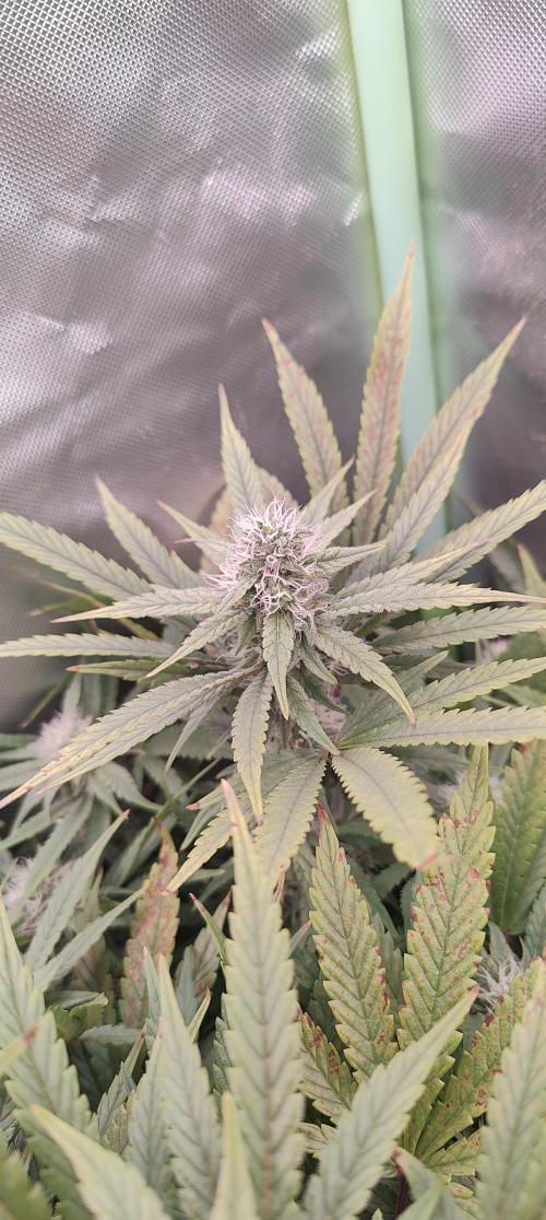 🧀 Exodus Cheese 🧀 Single Plant. Week 13