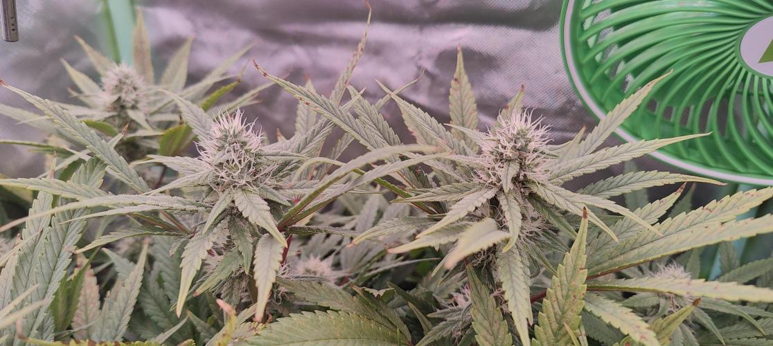 🧀 Exodus Cheese 🧀 Single Plant. Week 13