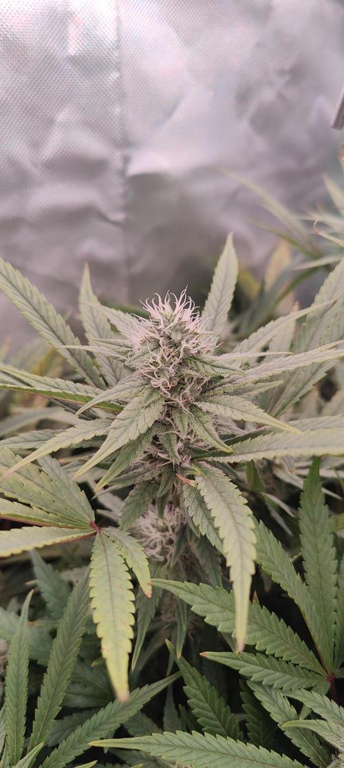 🧀 Exodus Cheese 🧀 Single Plant. Week 13