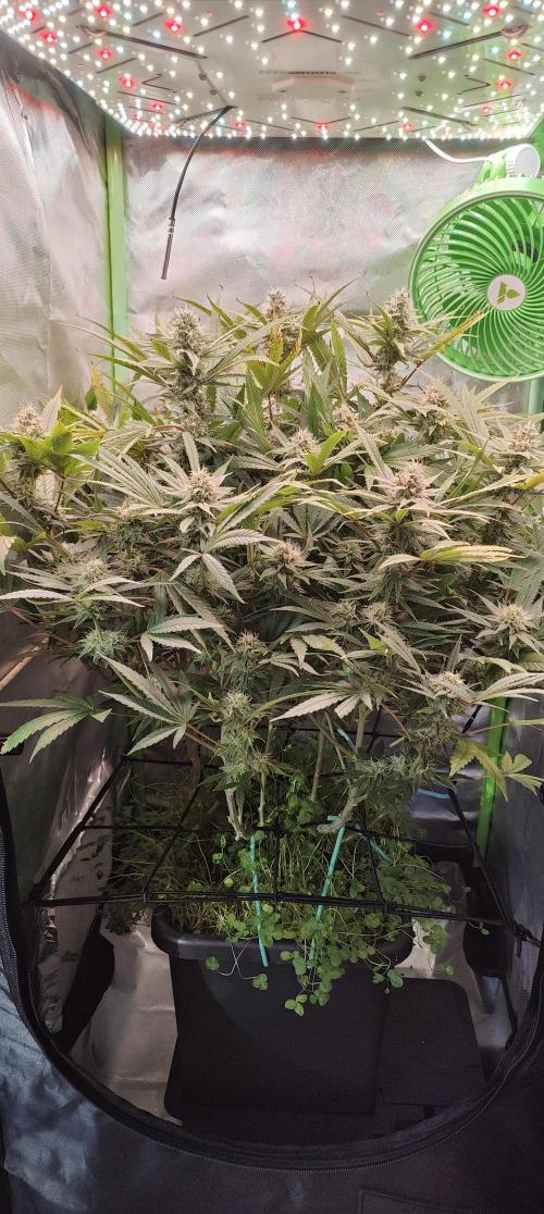🧀 Exodus Cheese 🧀 Single Plant. Week 14 - Bloom day 44 (18.11.2025)