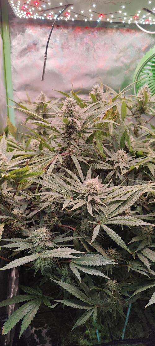 🧀 Exodus Cheese 🧀 Single Plant. Week 14 - Bloom day 44 (18.11.2025)