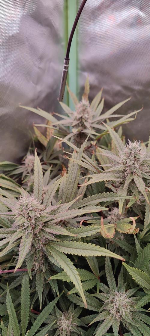 🧀 Exodus Cheese 🧀 Single Plant. Week 14 - Bloom day 44 (18.11.2025)