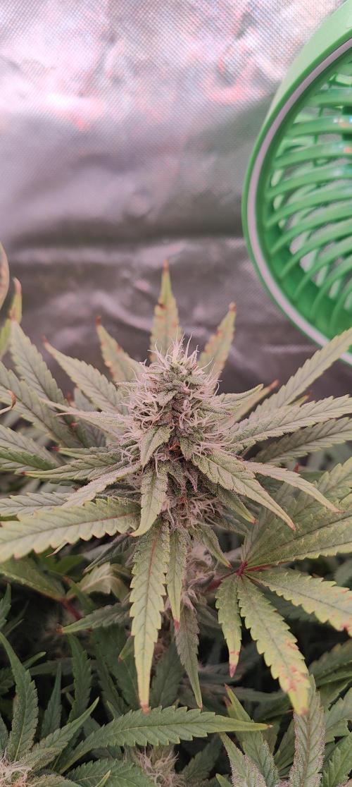 🧀 Exodus Cheese 🧀 Single Plant. Week 14 - Bloom day 44 (18.11.2025)