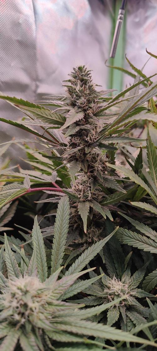 🧀 Exodus Cheese 🧀 Single Plant. Week 14 - Bloom day 44 (18.11.2025)