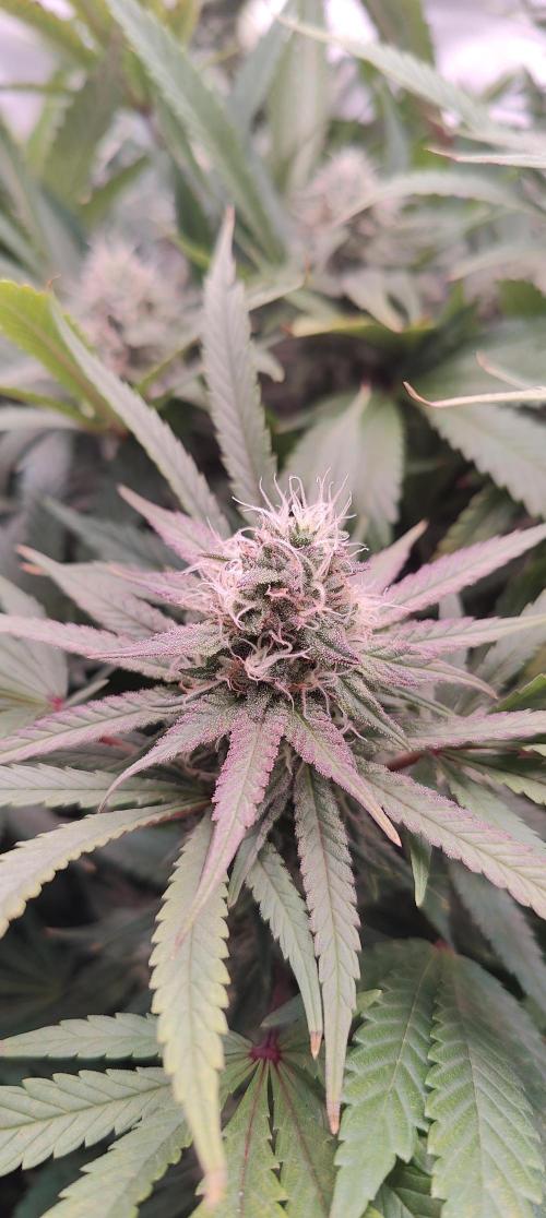 🧀 Exodus Cheese 🧀 Single Plant. Week 14 - Bloom day 44 (18.11.2025)