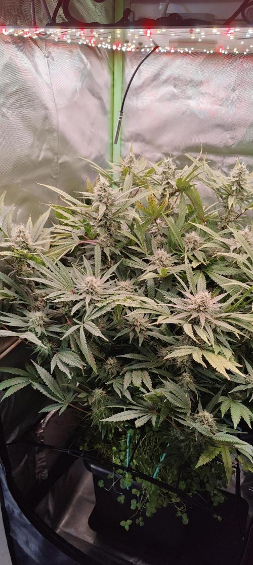 🧀 Exodus Cheese 🧀 Single Plant. Week 14 - Bloom day 44 (18.11.2025)