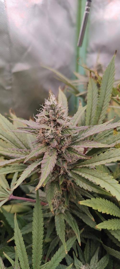 🧀 Exodus Cheese 🧀 Single Plant. Week 14 - Bloom day 48 (22.11.2025)