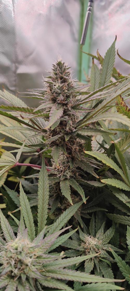 🧀 Exodus Cheese 🧀 Single Plant. Week 14 - Bloom day 48 (22.11.2025)